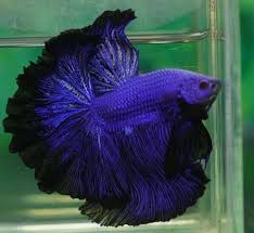 Pin By Luis Tiago On Beautiful Bettas Betta Fish Pet Fish Betta