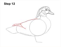 Mar 21, 2016 · wood duck coloring page. How To Draw A Wood Duck Video Step By Step Pictures