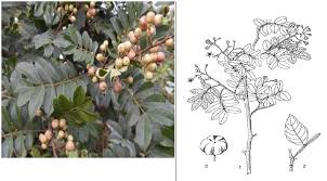 Image result for Harrisonia