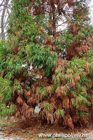 Maybe you would like to learn more about one of these? I M Worried About The Cryptomeria