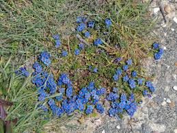 Image result for Anagallis pumila