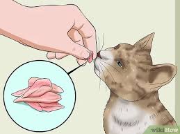 His need to be part of the pack and follow you is intuitive and your. How To Make Your Cat Love You With Pictures Wikihow