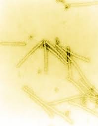 A virus is a chain of nucleic acids (dna or rna) which lives in a host cell, uses parts of the cellular a virus is often housed in a protein coat or protein envelope, a protective covering which allows the. Virus Del Mosaico Del Tabacco Wikipedia