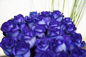 Die rosa farbene stark duftende alba rose blush hip hat es auch meistens sehr eilig ab anfang juni dann verwandelt sich der garten wieder in ein reich blühendes rosenparadies. Blaue Rosen Anzahl Frei Wahlbar Rosenbote