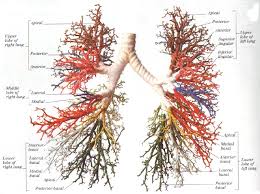 Respiratory System