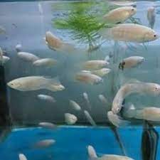 Maybe you would like to learn more about one of these? Ikan Sepat Paradise Albino Shopee Indonesia