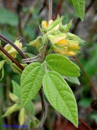 Image result for Rhynchosia