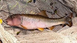 Image result for Chionanthus niloticus