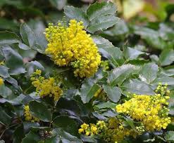 Maybe you would like to learn more about one of these? Mahonia Repens Alchetron The Free Social Encyclopedia