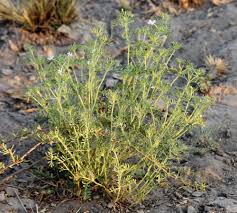 Image result for Chascanum