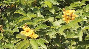 Image result for Markhamia tomentosa