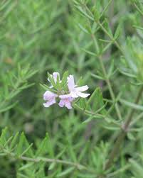 Westringia are great for for coastal. Westringia Rosmariniformis Wynyabbie Gem Boething Treeland Farms