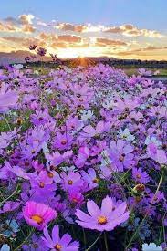 Pin By Naturepro On Meadows Wildflowers Flower Landscape Flowers Photography Flowers Nature