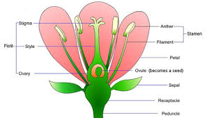Course Environmental Science Class 5 Topic Plants Our Green Friends Parts Of Plant