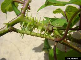 Image result for Ipomoea turbinata