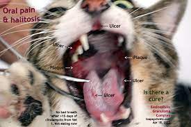 Mereka berbeza dari pelbagai aspek termasuklah dari segi fizikal, tahap perkembangan, cara belajar, minat dan juga ragam. Kenapa Air Liur Kucing Meleleh Keluar Eintan Nurfuzie Lifestyle Beauty Travel Tips Rawatan Kucing Review