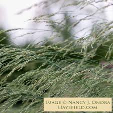 Image result for Panicum merkeri