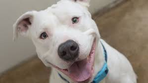 Here you'll find all of his official music videos, behind the scenes, and everything that matters to mr. 5 Types Of Pit Bull Dog Breeds