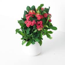Image result for Euphorbia kilwana