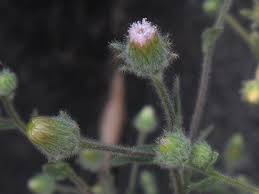 Image result for Pseudoconyza viscosa