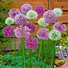 Perfect for patio pots and containers, as well as in groups in the border; Blumenzwiebel Set Riesen Zierlauch Online Kaufen Bei Gartner Potschke Bulb Flowers Red Lily Flower Plant Flower Bulbs