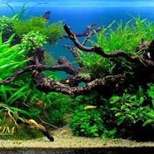 Akuarium modern paling sering dibuat dari kaca transparan atau kaca akrilik.penghuni umumnya termasuk ikan, tanaman, amfibi, dan invertebrata, seperti siput dan krustasea. Jual Perlengkapan Akuarium Air Tawar Toko City Aquaworld Surabaya Sidoarjo Jawa Timur Indotrading