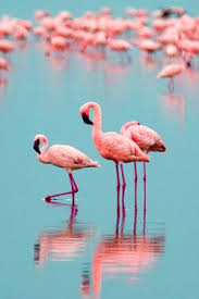 Pin En Animal Photography