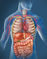 All of these organs belong to the systems in the human body which include the circulatory, respiratory, digestive, excretory, nervous and endocrine systems. Internal Organs Back View Stock Illustration Illustration Of Posterior 18824086