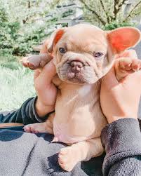 I have a beautiful litter of lilac frenchtons. The Cutest Photos Of French Bulldog Puppies Popsugar Pets