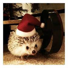 Pin By Lindsey Wilson On That S Adorable Fluffy Animals Hedgehog Pet Low Maintenance Pets
