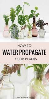 How To Water Propagate Plants And Make New Plants For Free Plants Grown In Water Propagating Plants Water Plants