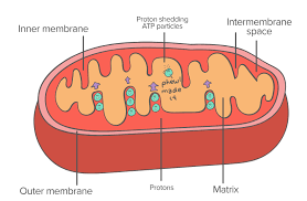 In which organelle does cellular respiration occur? Cellular Organelles And Structure Article Khan Academy
