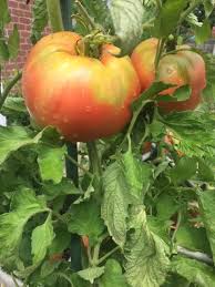 Here's how to keep your plants healthy and productive. Tomato Hungarian Heart Burpee