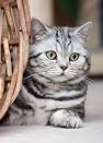 The Silver Tabby British Shorthair cat | Bombadillo Kittens