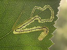 Image result for Stigmella confusella