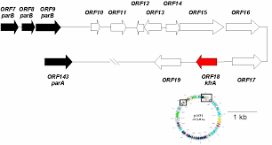 Clorurari, bromurari, oxidari cu oxigen molecular, reactiile de polimerizare. Https Mail Uaic Ro Marius Mihasan Research Thesis Doctorat Pdf