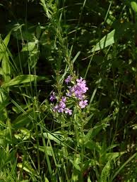 Image result for Lythrum rotundifolium
