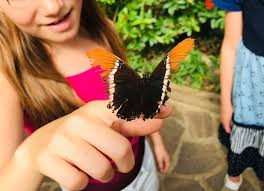 Lasst euch von den wunderschönen schmetterlingsarten verzaubern, die anmutig um euch herum fliegen. Garten Der Schmetterlinge In Friedrichsruh Bei Aumuhle