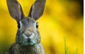 Compare qualifications, ratings and reviews to find the right expert for you. How To Travel With A Rabbit What You Should Know Pet Travel Blog Resource For Traveling Pets