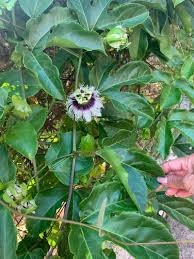 Image result for Passiflora edulis