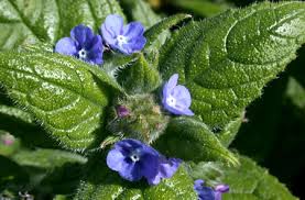 Image result for Isoglossa gregorii