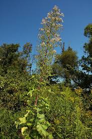 Image result for Lactuca ugandensis