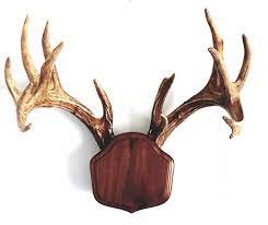Walnut hollow country deluxe antler display mounting kit in solid walnut for mule deer & whitetail deer. Black Walnut The Deer Stand Antler Mounting Kit