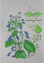 Image result for Coleus gracilipedicellatum