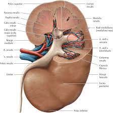 Renalis — inkstinis statusas t sritis gyvūnų anatomija, gyvūnų morfologija atitikmenys: Organs Of The Urinary System And Their Neurovasculature Basicmedical Key