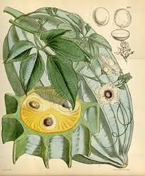 Image result for Telfairia pedata