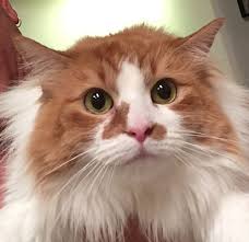 Meet adoptable cats and kittens from your community, lovingly cared for right here at your petco in partnership with a special local. Orlando Fl Maine Coon Meet Cleocatra A Pet For Adoption