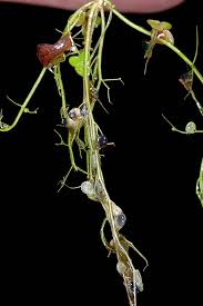 Image result for Utricularia gibba