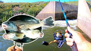 And while most people would be turned off after here's what you need to make fish tacos. Nasty Trash Fish Catch N Cook At A Spillway Drum White Perch Youtube