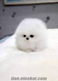 Aydinda Yasiyorum Ucretsiz Pomeranian Teacup Cinsi Kopek Sahiplenmek Istiyorum